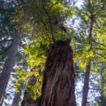 Nurturing nature – an undervalued climate solution that goes beyond carbon
